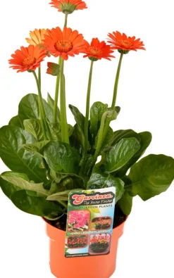 Intratuin Gerbera (Garvinea) D 17 H 50 cm| Blühende Pflanzen|Winterharte Pflanzen