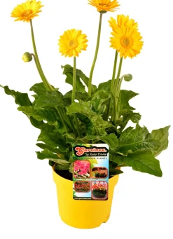 Intratuin Gerbera (Garvinea) D 17 H 50 cm| Blühende Pflanzen|Winterharte Pflanzen