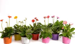 Intratuin Gerbera (Garvinea) D 17 H 50 cm| Blühende Pflanzen|Winterharte Pflanzen