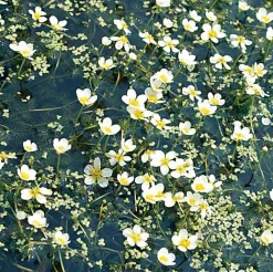 Intratuin Gewöhnlicher Wasserhahnenfuss (Ranunculus aquatilis) D 11 H 22 cm| Teichpflanzen|Mehrjährige Pflanzen