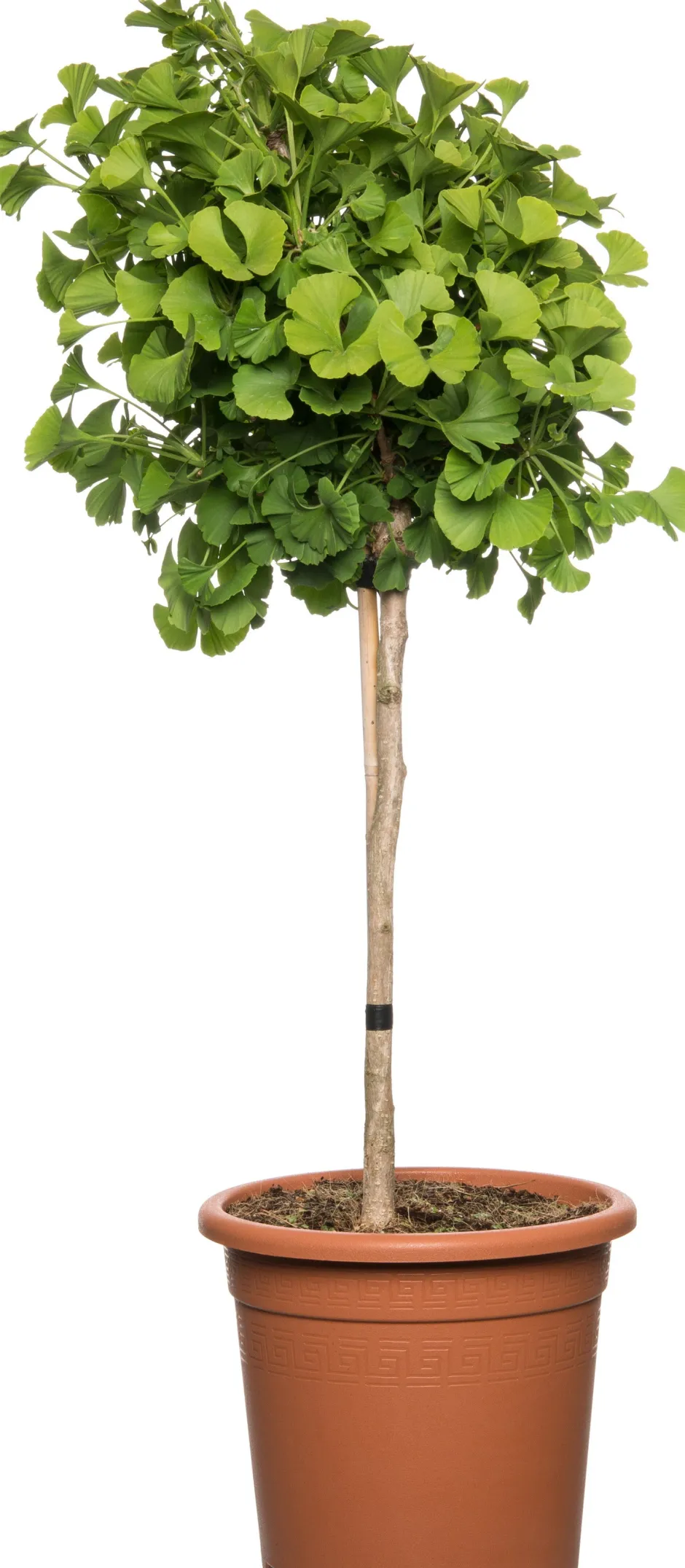 Intratuin Ginkgo (Ginkgo biloba) D 27 H 90 cm| Winterharte Pflanzen|Koniferen