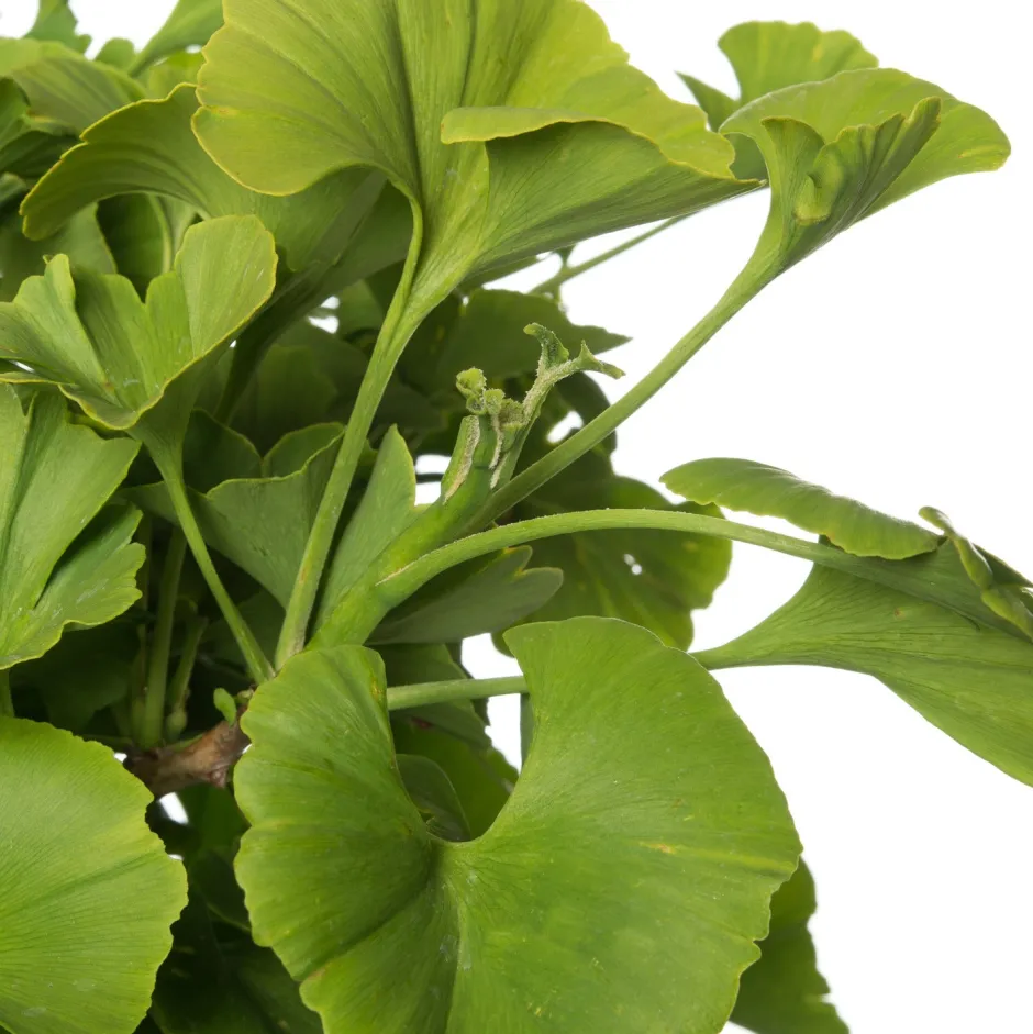 Intratuin Ginkgo (Ginkgo biloba) D 27 H 90 cm| Winterharte Pflanzen|Koniferen