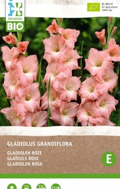Intratuin Gladiole (Gladiolus grandiflora) (BIO) Blumenzwiebeln rosa 6 St.| Sommer-Blüher|Blumenzwiebeln