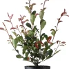 Intratuin Glanzmispel (Photinia fraseri 'Carre Rouge') D 23 H 60 cm| Immergrüne Pflanzen|Winterharte Pflanzen