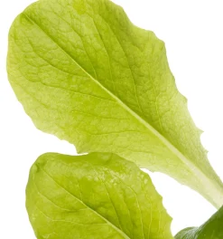 Intratuin Glashaus-Salat (Lactuca Sativa Type)| Obst, Gemüse & Kräuter|Gemüsepflanzen