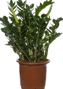 Intratuin Glücksfeder (Zamioculcas zamiifolia) D 35 cm H 90 cm| Für Sonne|Große Pflanzen