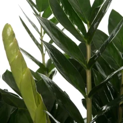 Intratuin Glücksfeder (Zamioculcas zamiifolia) D 35 cm H 90 cm| Für Sonne|Große Pflanzen