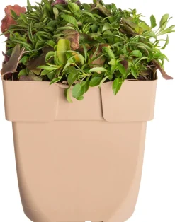 Intratuin Glockenblume (Campanula rotundifolia) D 11 H 10 cm| Immergrüne Pflanzen|Winterharte Pflanzen