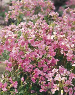 Intratuin Gänsekresse (Arabis caucasica 'Pinkie') D 9 H 5 cm| Blühende Pflanzen|Immergrüne Pflanzen