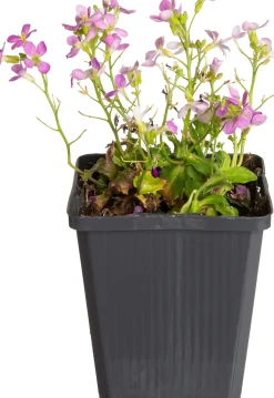 Intratuin Gänsekresse (Arabis caucasica 'Pinkie') D 9 H 5 cm| Blühende Pflanzen|Immergrüne Pflanzen