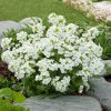 Intratuin Gänsekresse (Arabis caucasica 'Snowcap') D 9 H 5 cm| Blühende Pflanzen|Bodendecker