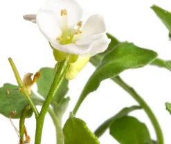 Intratuin Gänsekresse (Arabis caucasica 'Snowcap') D 9 H 5 cm| Blühende Pflanzen|Bodendecker