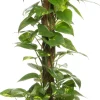 Intratuin Goldene Efeutute (Epipremnum pinnatum 'Aureum') D 19 cm H 80 cm| Grünpflanzen|Efeutute
