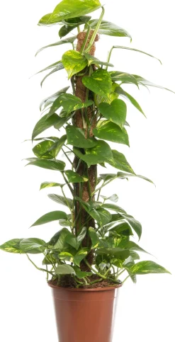 Intratuin Goldene Efeutute (Epipremnum pinnatum 'Aureum') D 19 cm H 80 cm| Grünpflanzen|Efeutute