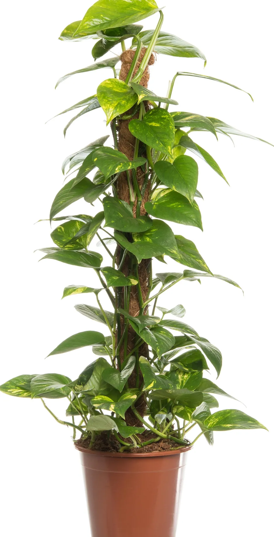 Intratuin Goldene Efeutute (Epipremnum pinnatum 'Aureum') D 19 cm H 80 cm| Grünpflanzen|Efeutute