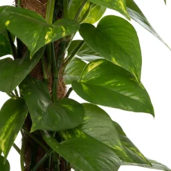 Intratuin Goldene Efeutute (Epipremnum pinnatum 'Aureum') D 19 cm H 80 cm| Grünpflanzen|Efeutute