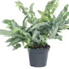 Intratuin Goldtüpfelfarn (Phlebodium aureum 'Blue Star') D 14 cm H 40 cm| Luftreinigende Pflanzen|Grünpflanzen