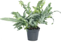 Intratuin Goldtüpfelfarn (Phlebodium aureum 'Blue Star') D 14 cm H 40 cm| Luftreinigende Pflanzen|Grünpflanzen
