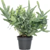 Intratuin Goldtüpfelfarn (Phlebodium aureum 'Blue Star') D 17 cm H 50 cm| Luftreinigende Pflanzen|Blühende Zimmerpflanzen