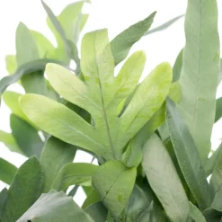 Intratuin Goldtüpfelfarn (Phlebodium aureum 'Blue Star') D 17 cm H 50 cm| Luftreinigende Pflanzen|Blühende Zimmerpflanzen