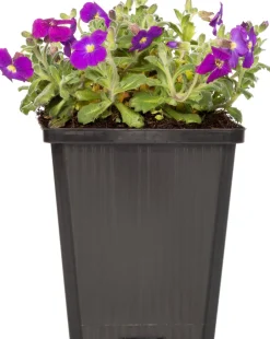 Intratuin Griechisches Blaukissen (Aubrieta deltoidea 'Hamburg Stadtpark') D 9 H 15 cm| Blühende Pflanzen|Winterharte Pflanzen