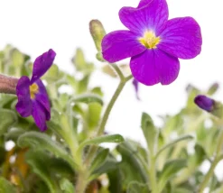 Intratuin Griechisches Blaukissen (Aubrieta deltoidea 'Hamburg Stadtpark') D 9 H 15 cm| Blühende Pflanzen|Winterharte Pflanzen