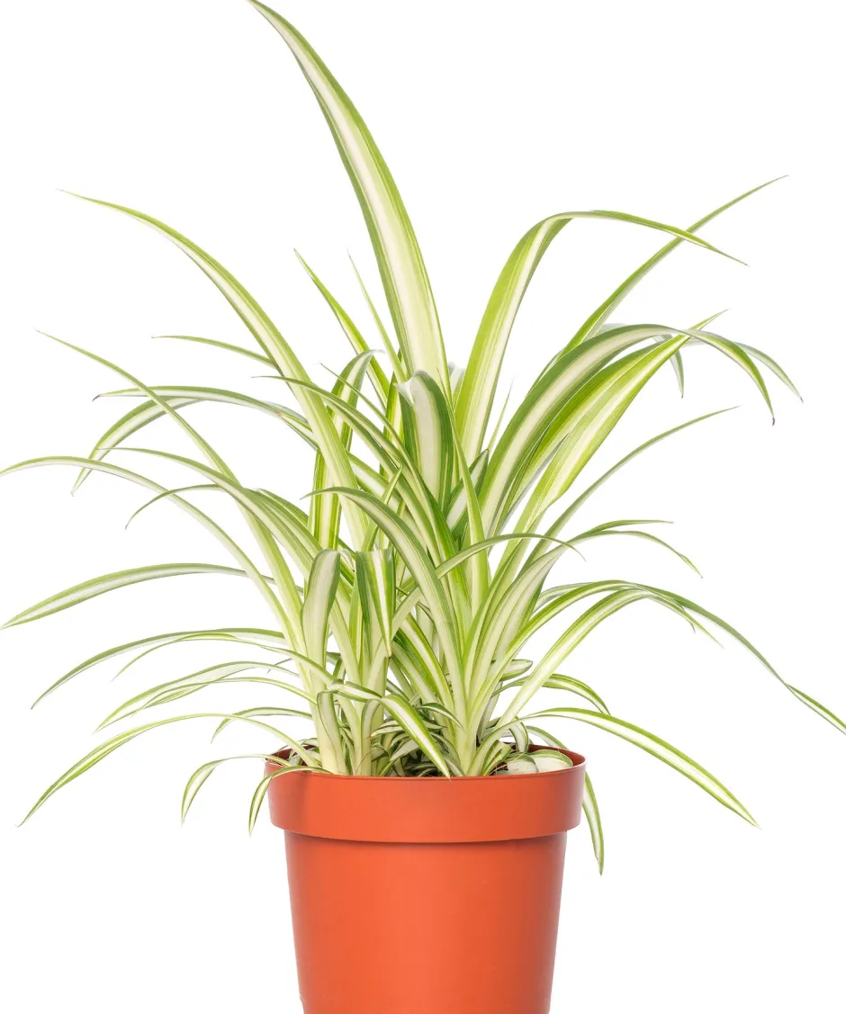 Intratuin Grünlilie (Chlorophytum comosum) D 12 H 20 cm| Kleine Zimmerpflanzen|Grünpflanzen