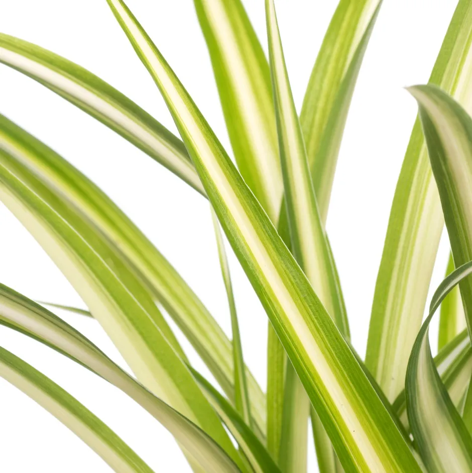 Intratuin Grünlilie (Chlorophytum comosum) D 12 H 20 cm| Kleine Zimmerpflanzen|Grünpflanzen