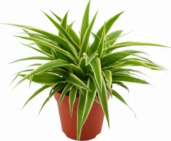 Intratuin Grünlilie (Chlorophytum comosum 'Ocean') D 12 cm H 15 cm| Kleine Zimmerpflanzen|Grünpflanzen