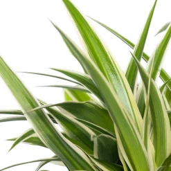 Intratuin Grünlilie (Chlorophytum comosum 'Ocean') D 12 cm H 15 cm| Kleine Zimmerpflanzen|Grünpflanzen