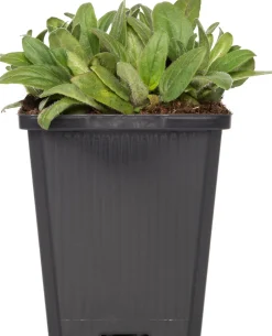 Intratuin Großblütige Braunelle (Prunella grandiflora 'Alba') D 9 H 15 cm| Blühende Pflanzen|Winterharte Pflanzen