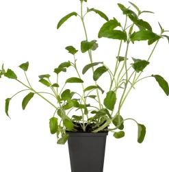 Intratuin Großblütige Braunelle (Prunella grandiflora 'Alba') D 9 H 15 cm| Blühende Pflanzen|Winterharte Pflanzen