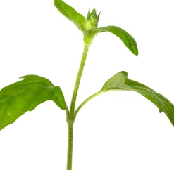 Intratuin Großblütige Braunelle (Prunella grandiflora 'Alba') D 9 H 15 cm| Blühende Pflanzen|Winterharte Pflanzen