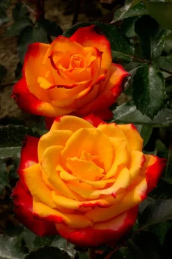 Intratuin Großblumige Beetrose (Rosa 'Mein München')| Immergrüne Pflanzen|Rosen