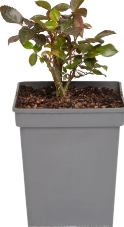 Intratuin Großblumige Beetrose (Rosa 'Mein München')| Immergrüne Pflanzen|Rosen