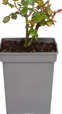 Intratuin Großblumige Beetrose (Rosa Chippendale)| Rosen