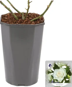 Intratuin Großblumige Edelrose (Rosa 'Annapurna') D 23 H 25 cm| Winterharte Pflanzen|Rosen