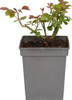 Intratuin Großblumige Edelrose (Rosa 'Annapurna') D 23 H 25 cm| Winterharte Pflanzen|Rosen