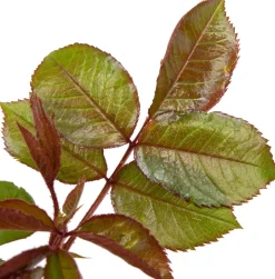 Intratuin Großblumige Edelrose (Rosa 'Annapurna') D 23 H 25 cm| Winterharte Pflanzen|Rosen