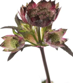 Intratuin Große Sterndolde (Astrantia major 'Ruby Star') D 17 H 50 cm| Blühende Pflanzen|Winterharte Pflanzen