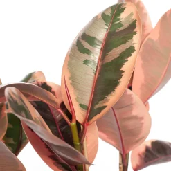 Intratuin Gummibaum (Ficus elastica 'Belize') D 27 H 90 cm| Bonsai|Große Pflanzen