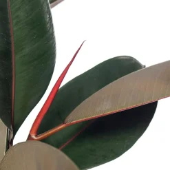 Intratuin Gummibaum (Ficus elastica 'Abidjan') D 24 H 85 cm| Bonsai|Grünpflanzen