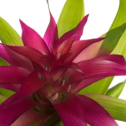 Intratuin Guzmania (Guzmania 'Deseo Pink') D 12 H 45 cm| Blühende Zimmerpflanzen|Bromelien