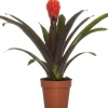Intratuin Guzmania (Guzmania 'Tala') D 12 H 45 cm| Blühende Zimmerpflanzen|Bromelien