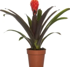 Intratuin Guzmania (Guzmania 'Tala') D 12 H 45 cm| Blühende Zimmerpflanzen|Bromelien