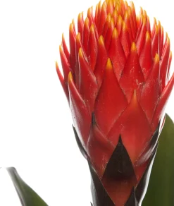 Intratuin Guzmania (Guzmania 'Tala') D 12 H 45 cm| Blühende Zimmerpflanzen|Bromelien