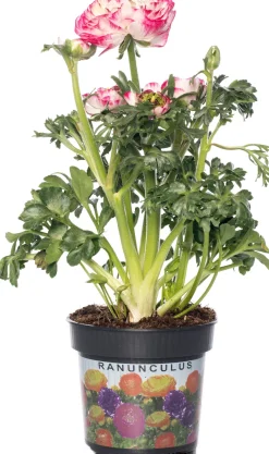 Intratuin Hahnenfuß (Ranunculus) D 10,5 H 15 cm| Blühende Pflanzen|Einjährige Pflanzen