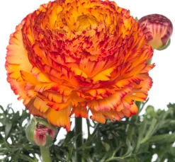 Intratuin Hahnenfuß (Ranunculus) D 10,5 H 15 cm| Blühende Pflanzen|Einjährige Pflanzen