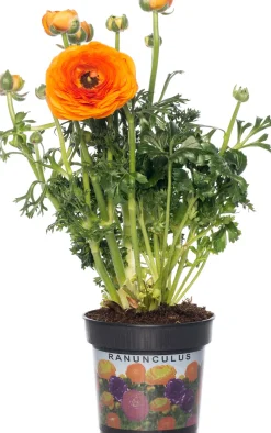 Intratuin Hahnenfuß (Ranunculus) D 10,5 H 15 cm| Blühende Pflanzen|Einjährige Pflanzen