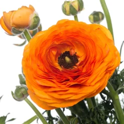 Intratuin Hahnenfuß (Ranunculus) D 10,5 H 15 cm| Blühende Pflanzen|Einjährige Pflanzen